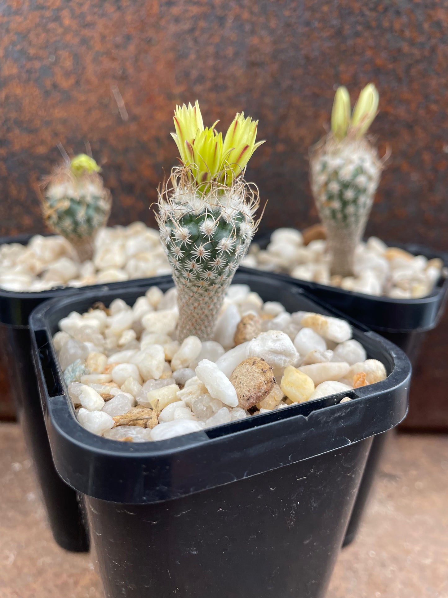 Turbinicarpus krainzianus var. minimus