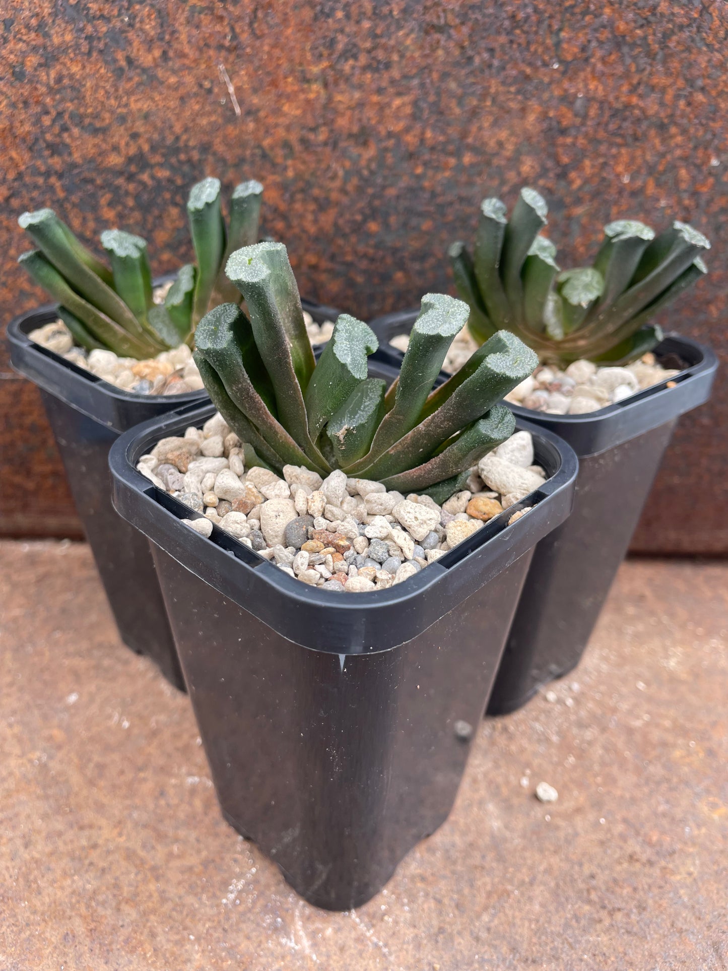 Haworthia truncata (Japanese genetics)