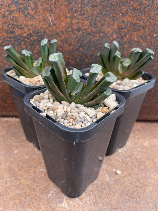Haworthia truncata (Japanese genetics)