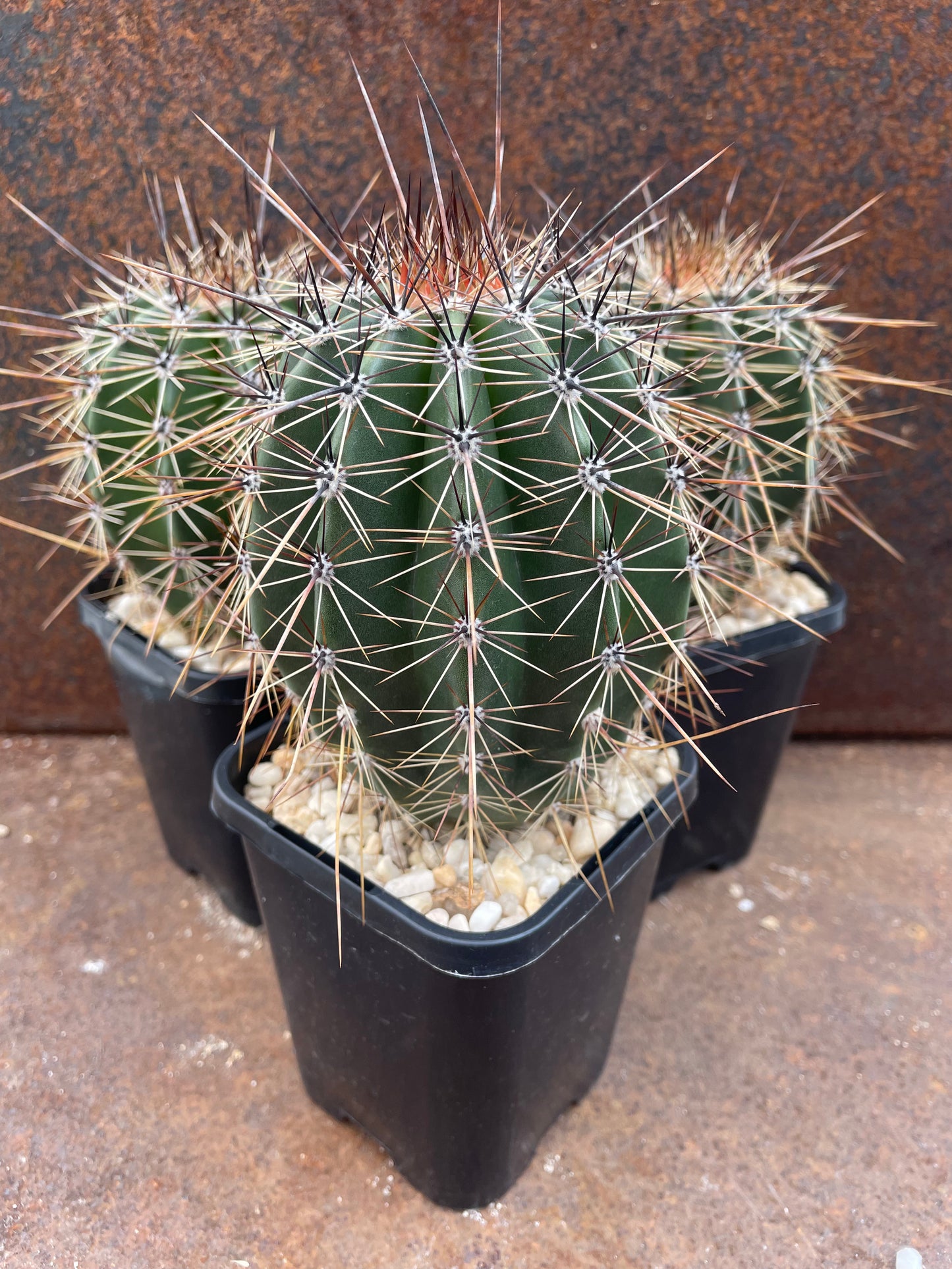 Carnegiea gigantea 'Saguaro'