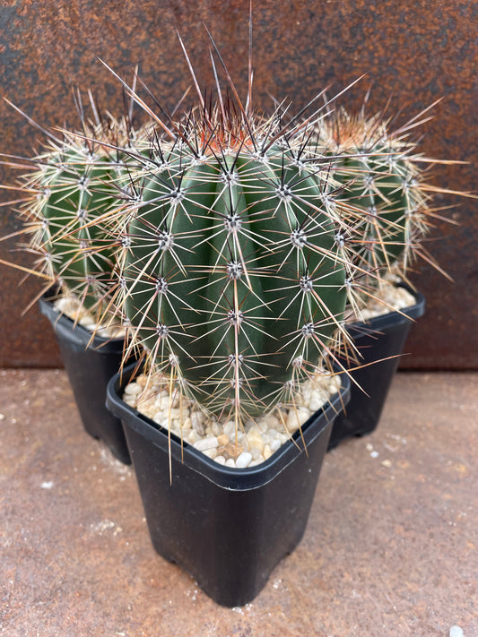 Carnegiea gigantea 'Saguaro'