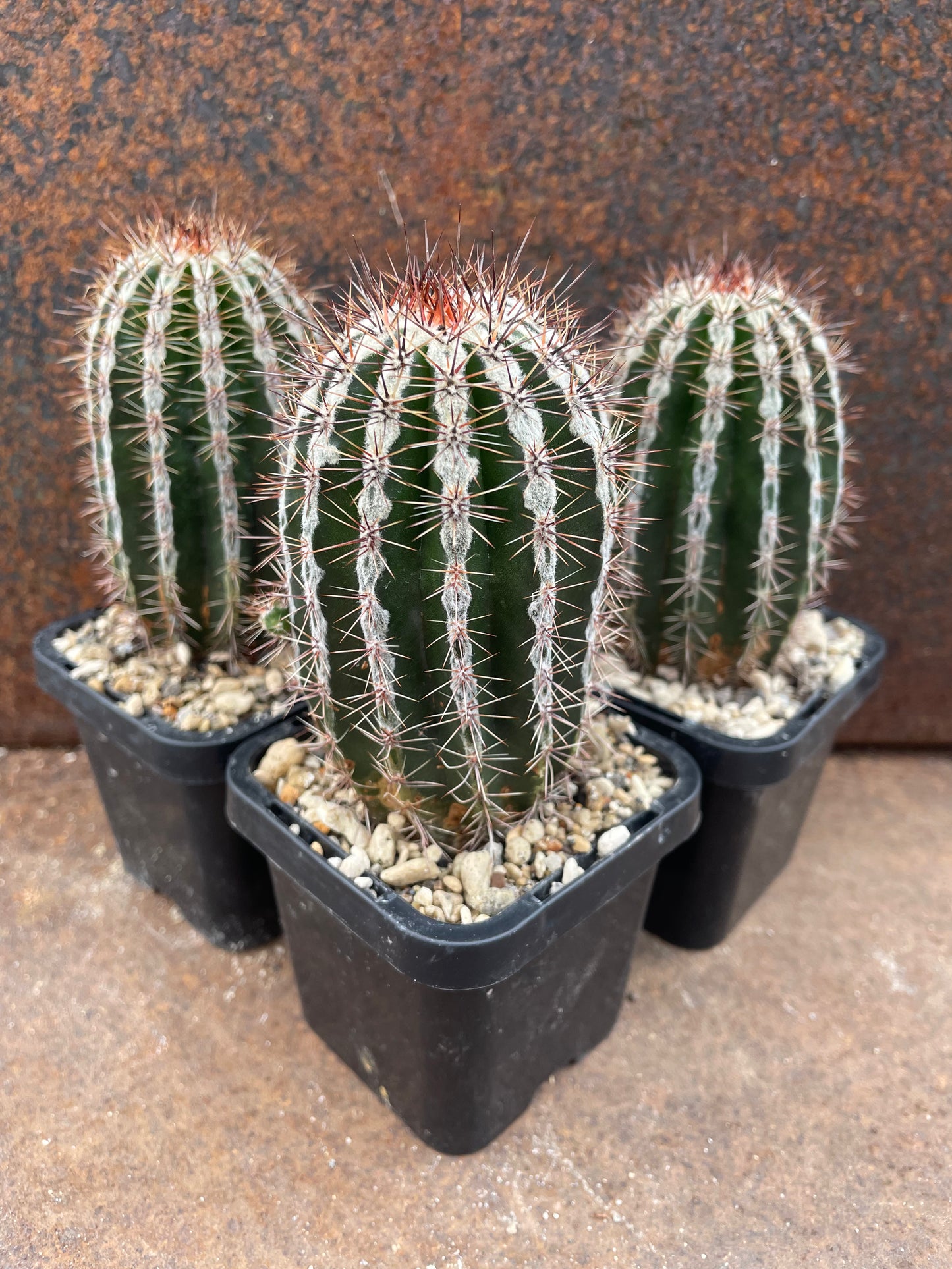 Echinopsis 'Haku Jo'