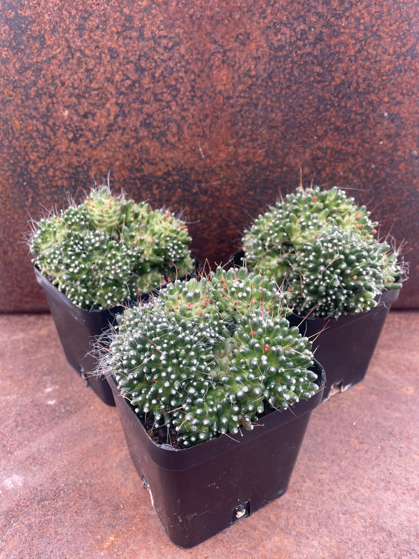 Mammillaria bocosana "The Freak"