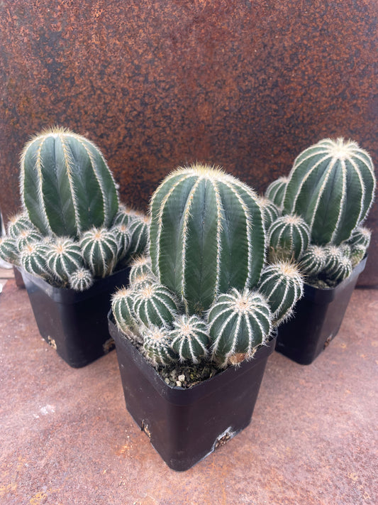 Parodia magnifica compacta