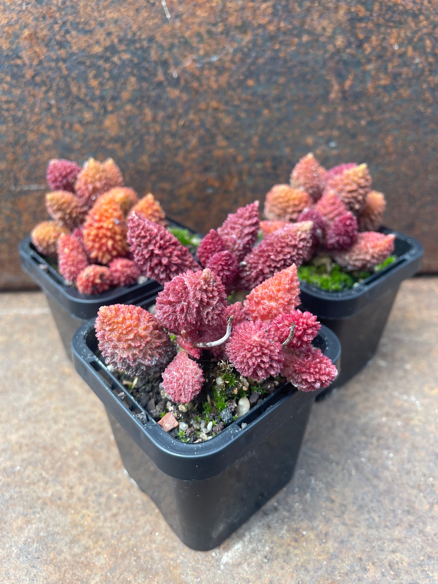 Adromischus Marianiae v. herrei - Red Form