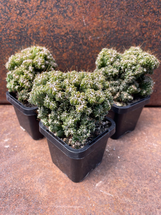 Cereus “Tiny Tot”