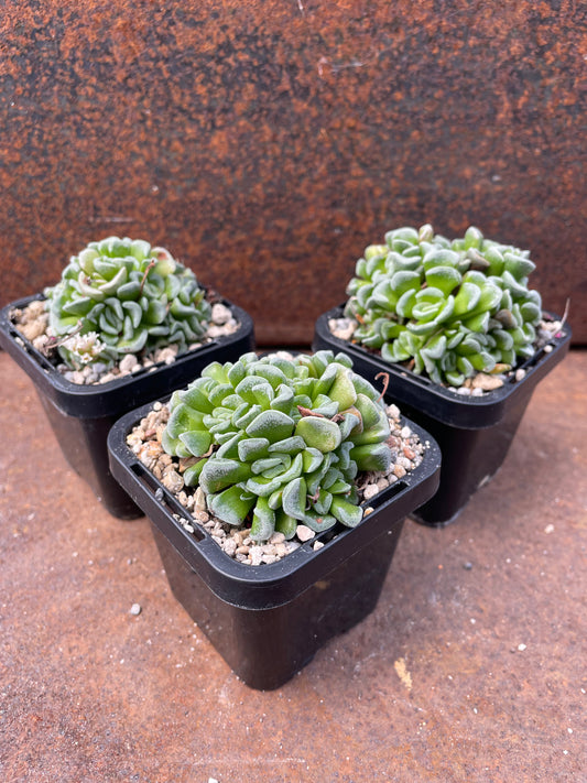 Crassula dorothea