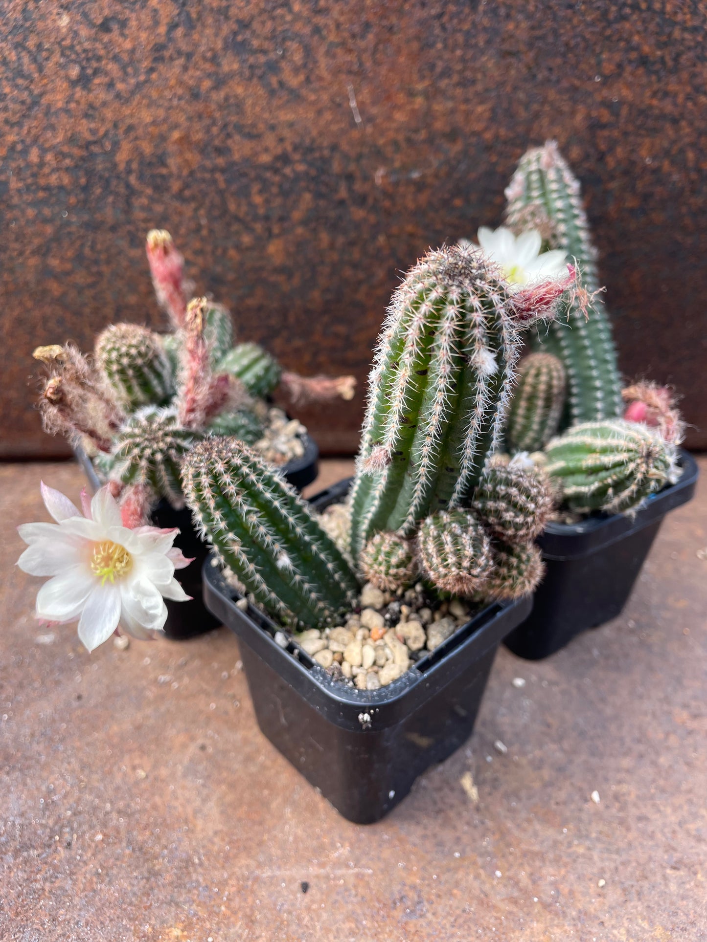 Chamaelopsis hybrid “white angel”