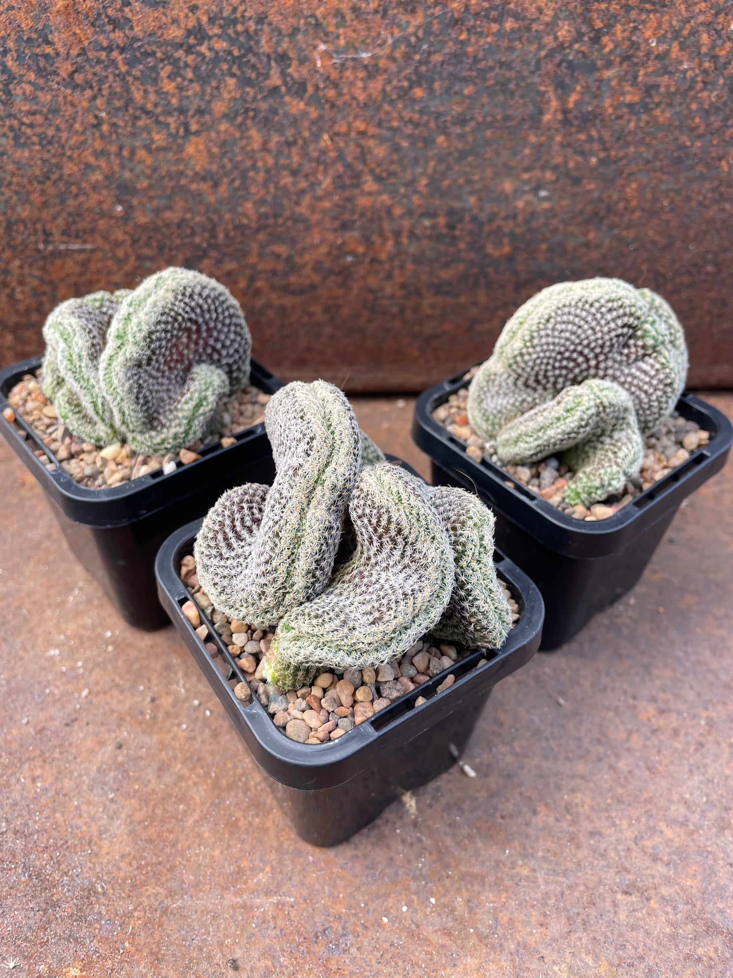 Sulcorebutia langeri forma cristata