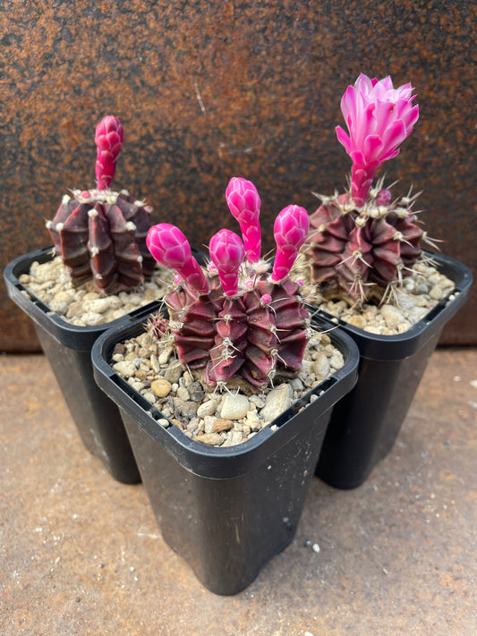 Gymnocalycium mihanovichii forma Rubra