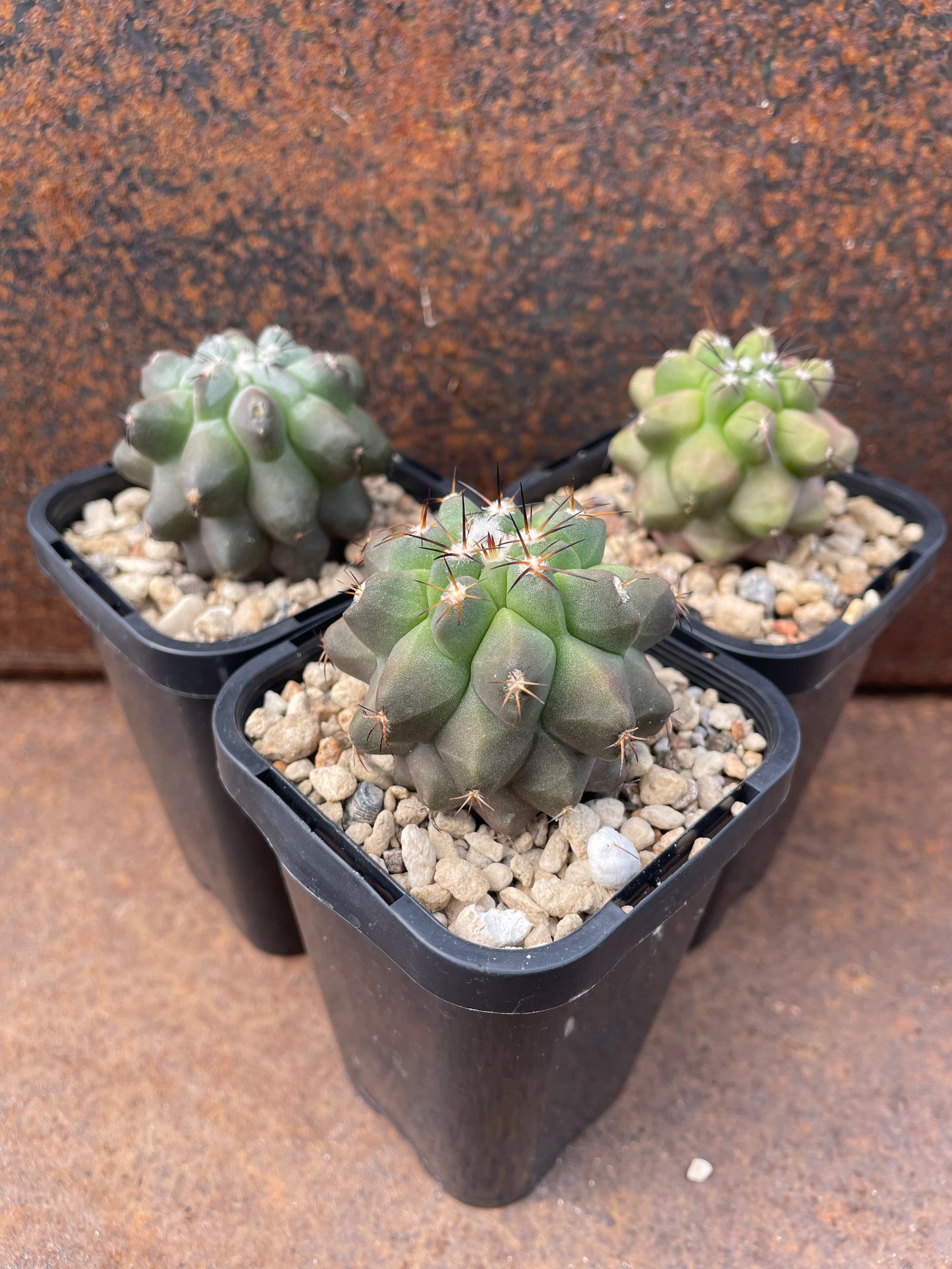 Copiapoa oliviana “paposo”