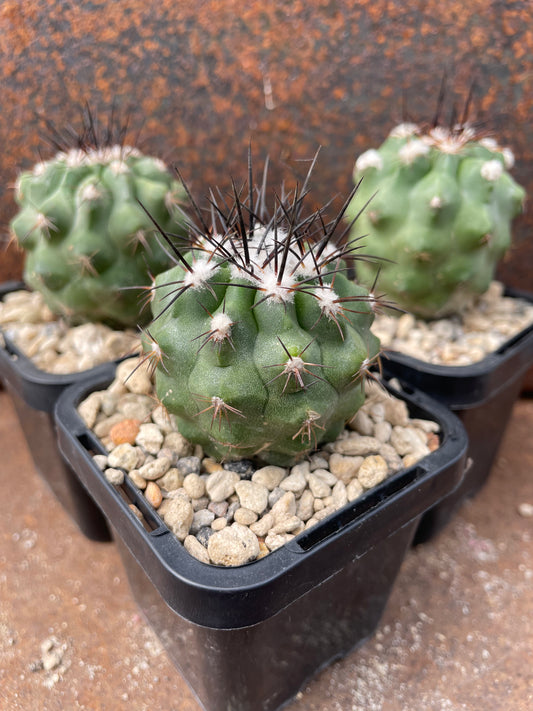 Copiapoa atacamensis
