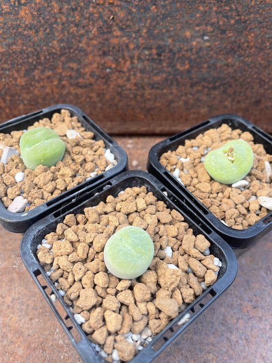 Conophytum pillansii