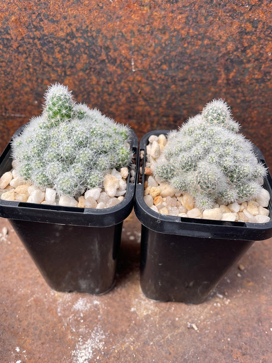 Escobaria sneedii var leei