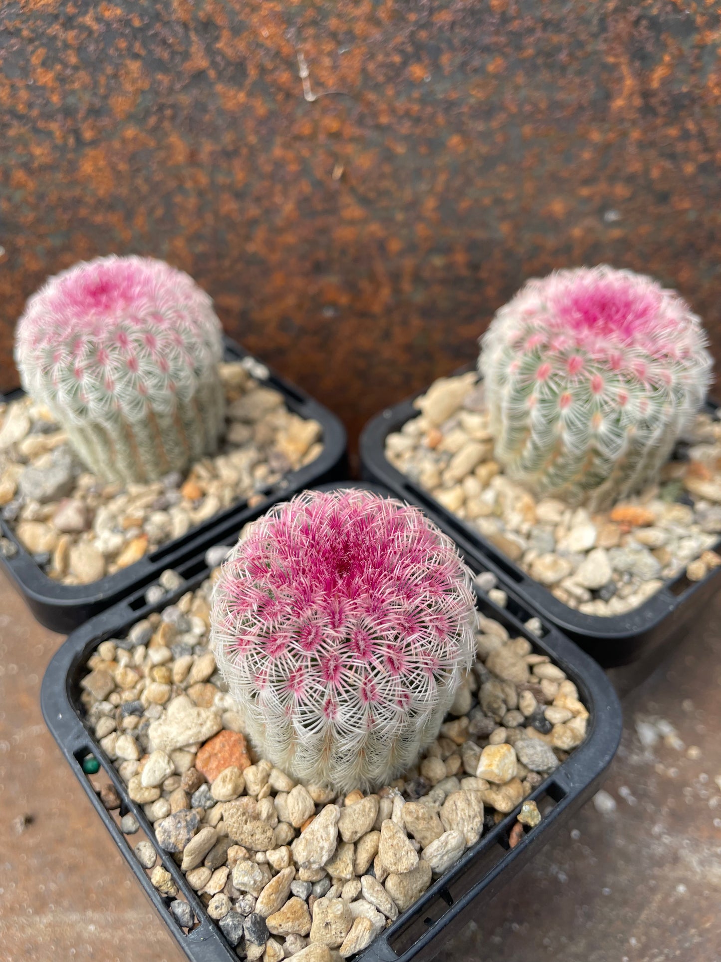 Echinocereus rigidissimus
