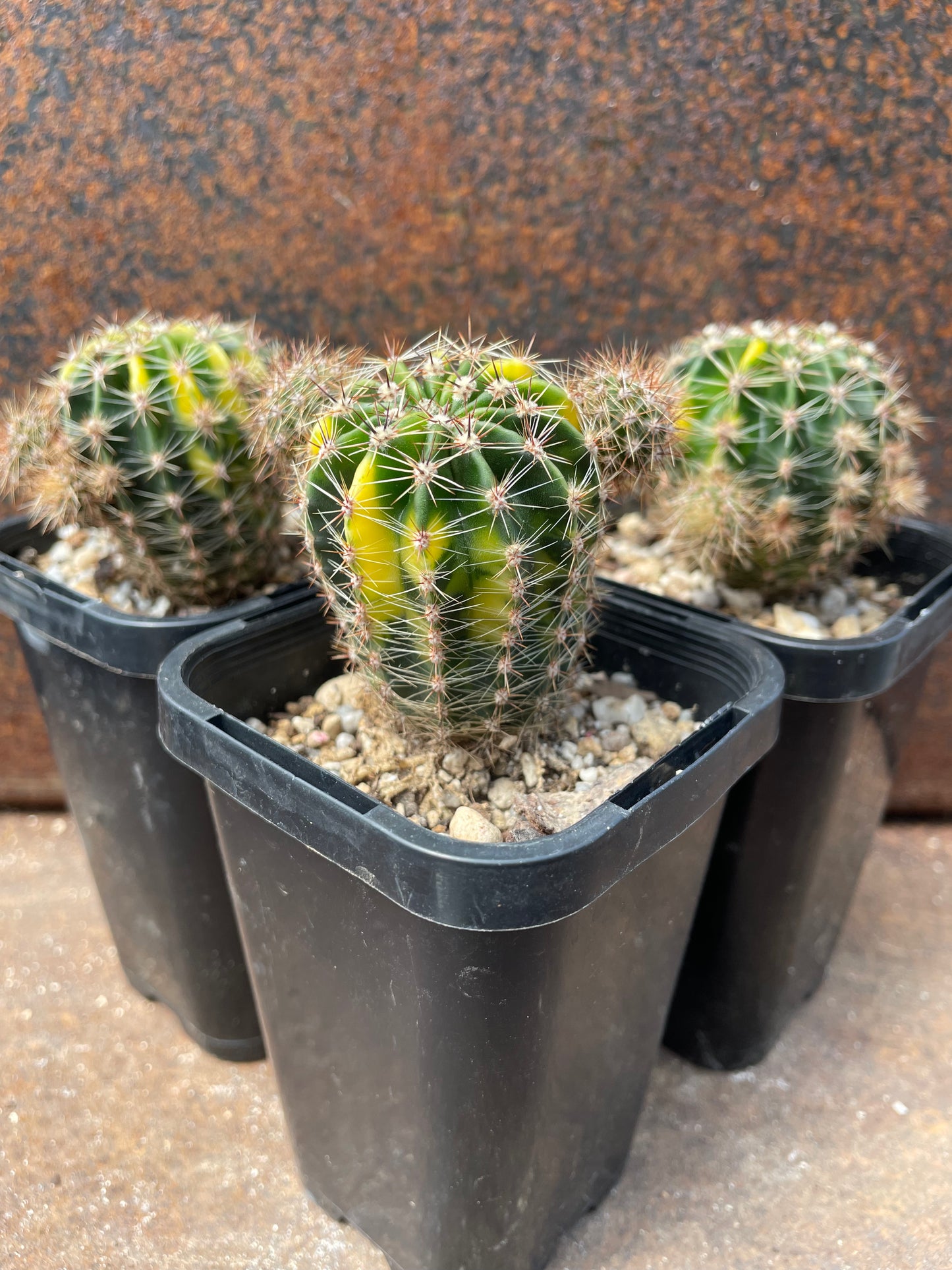 Echinopsis sp varigated