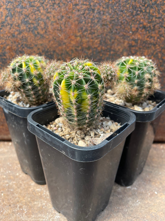 Echinopsis sp varigated