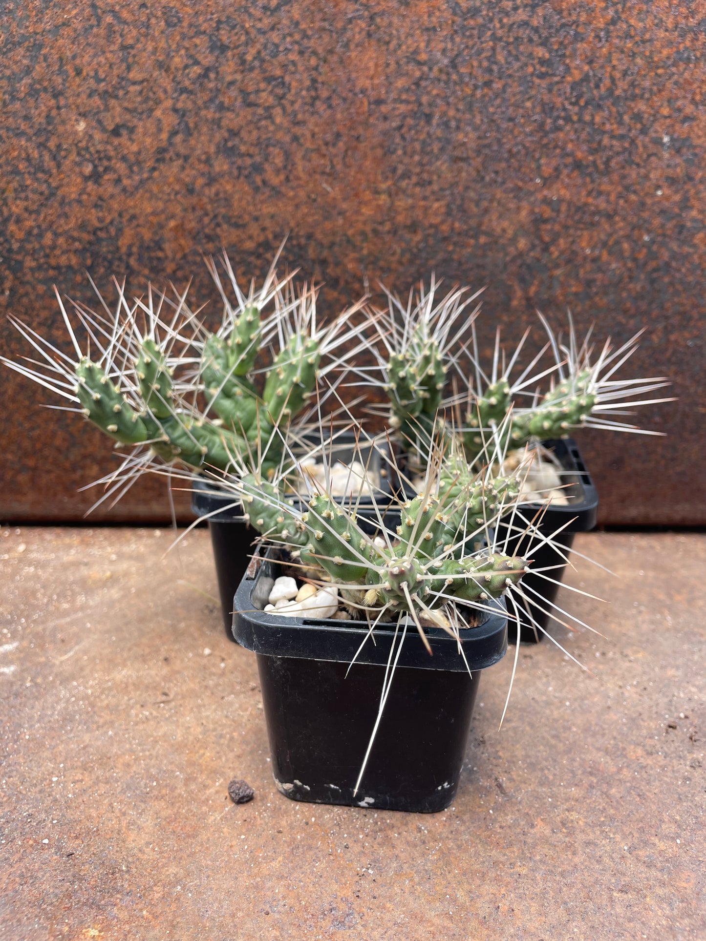 Maihueniopsis darwinii