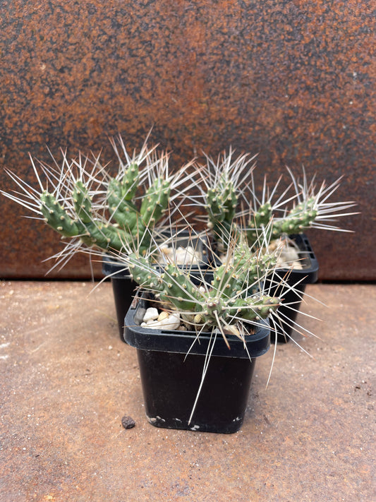 Maihueniopsis darwinii