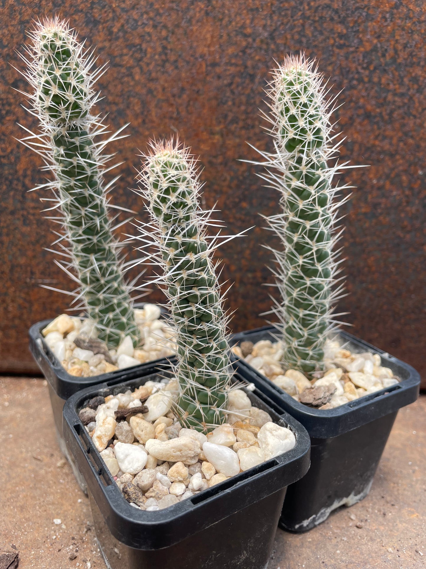 Tephrocactus weberi