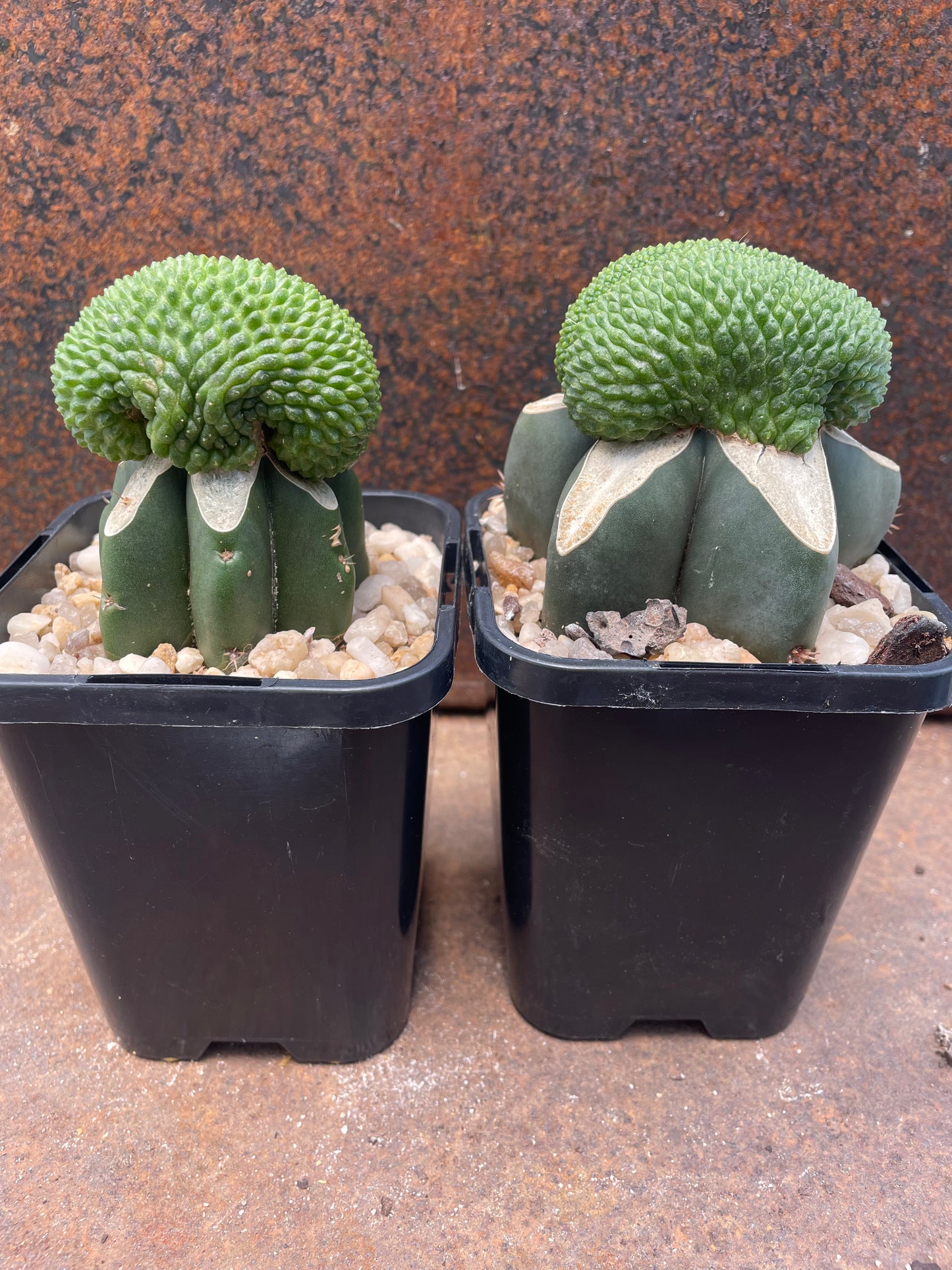 Rebutia krainziana cv inermis cristata