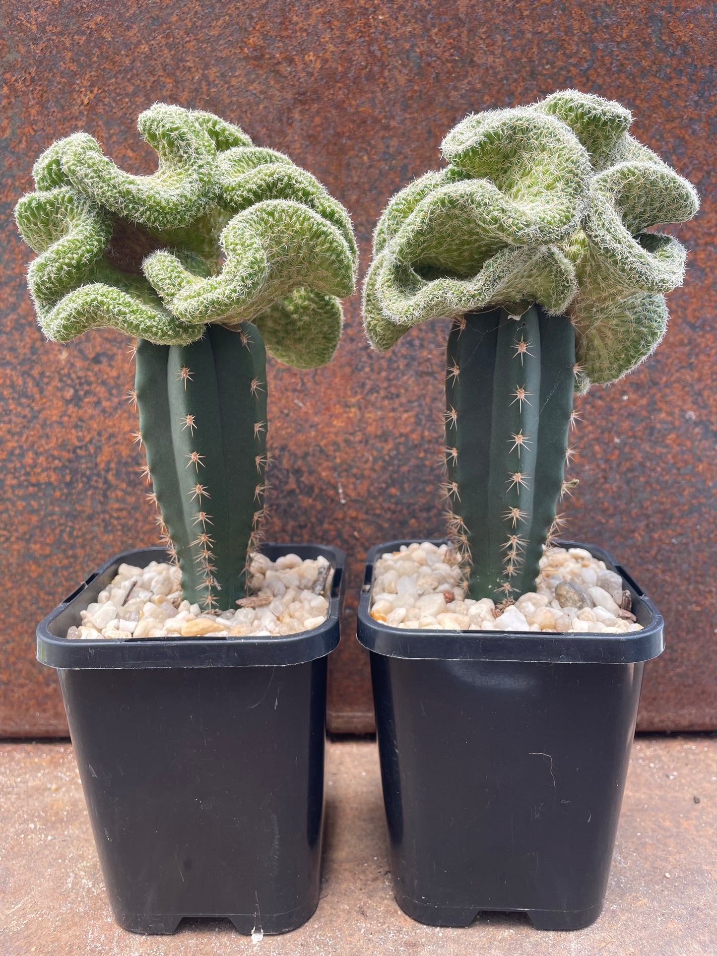 Sulcorebutia kk870 crest