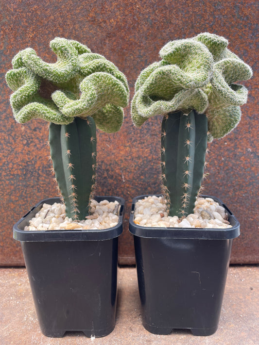 Sulcorebutia kk870 crest