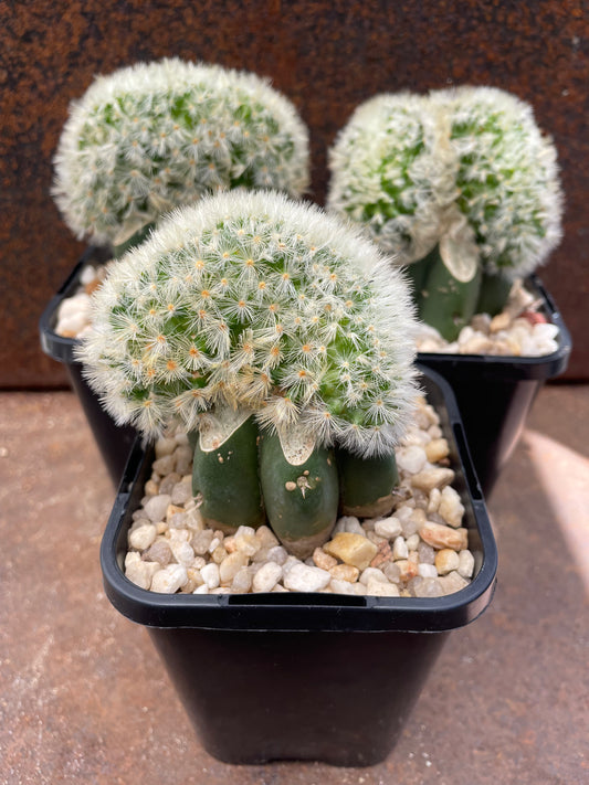Mammillaria carmenae f. cristata (graft)