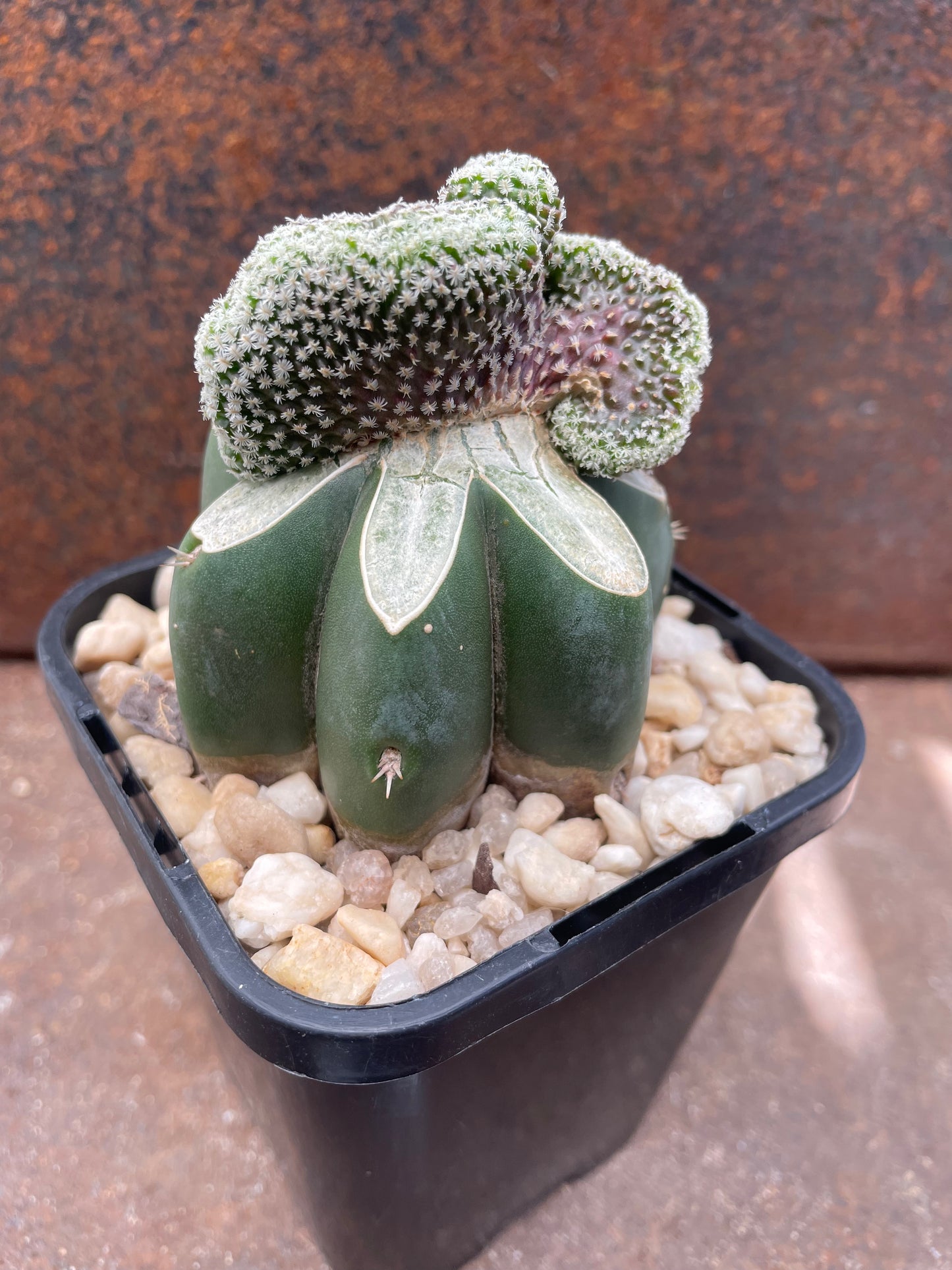 Turbinicarpus pseudopectinifera crested