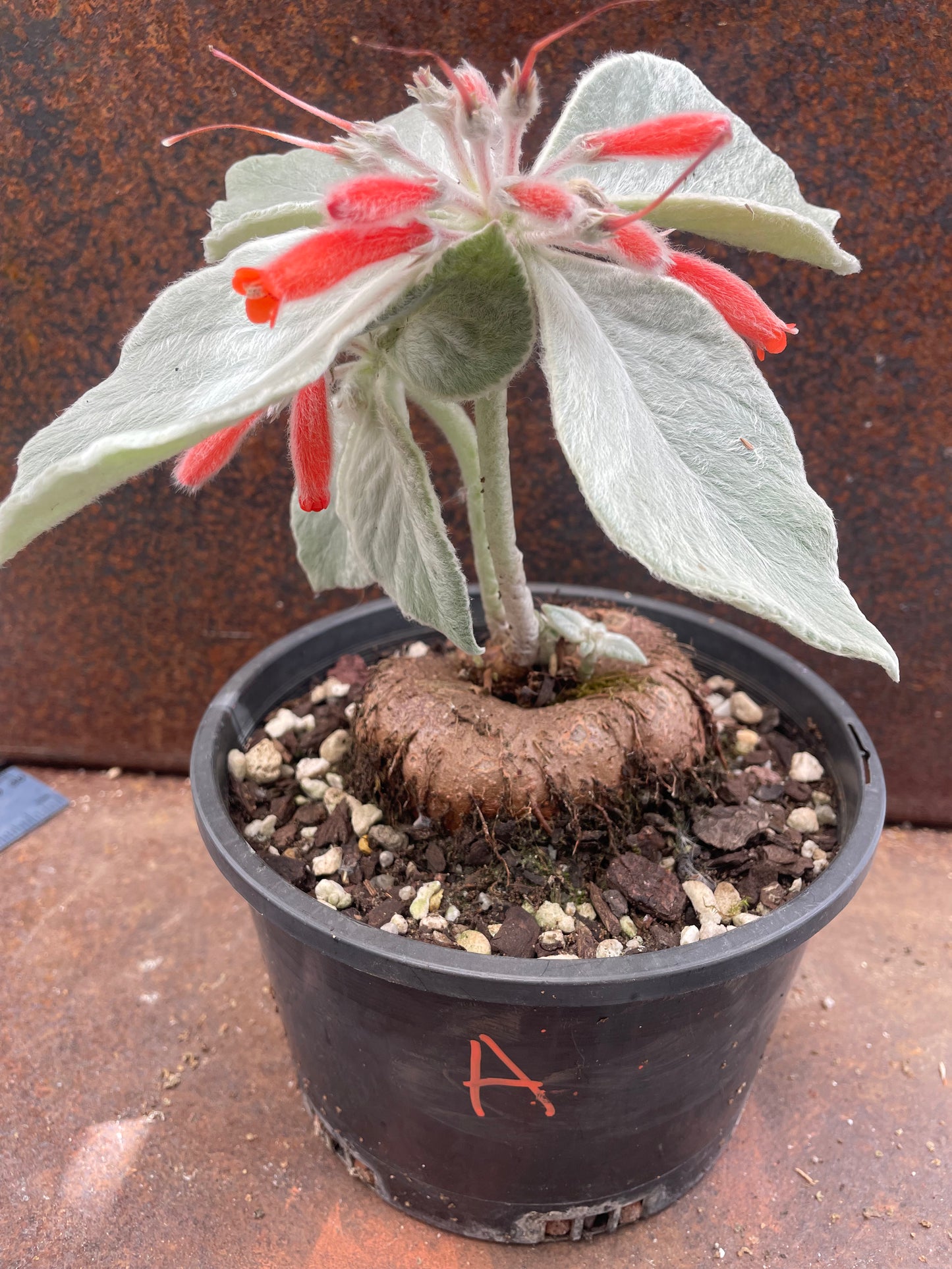Sinningia leucotricha 'Brazillian Edelweiss'