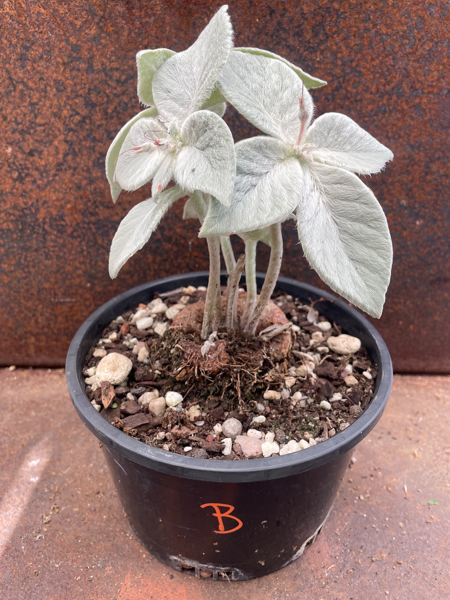 Sinningia leucotricha 'Brazillian Edelweiss'