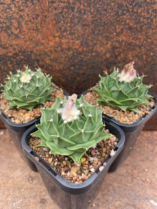 Obregonia denegrii