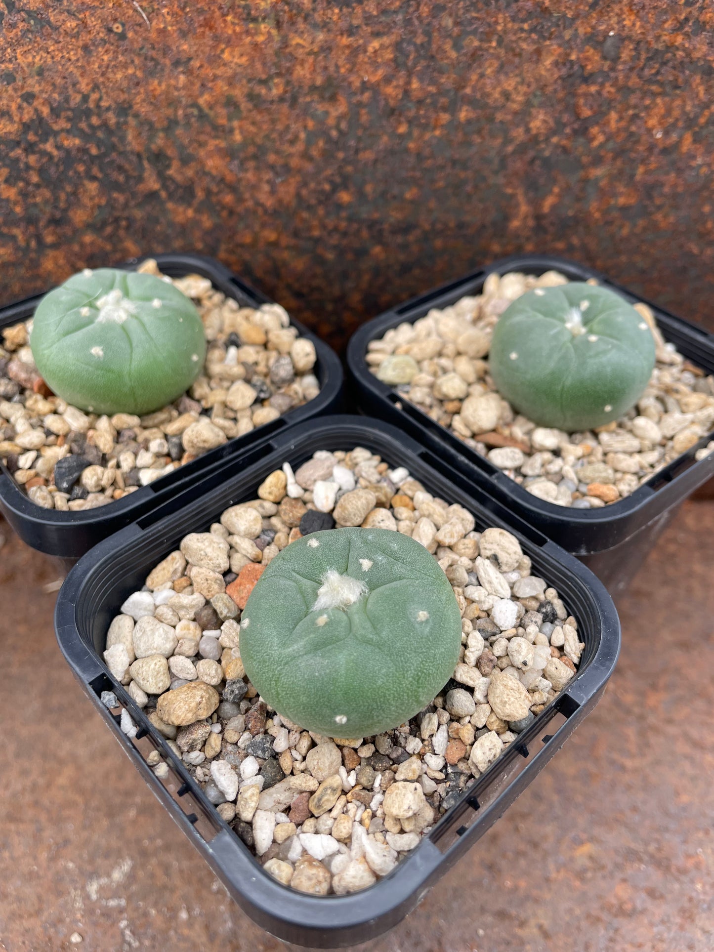 Lophophora fricii - Thai genetics (seed grown)