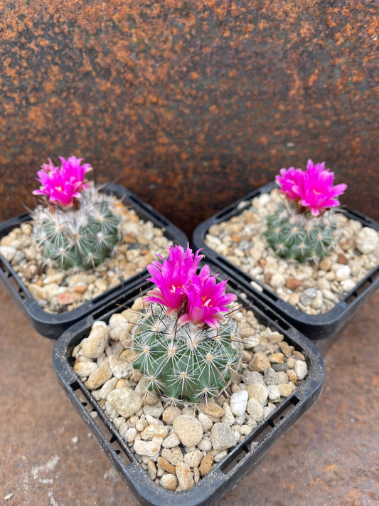 Turbinicarpus viereckii