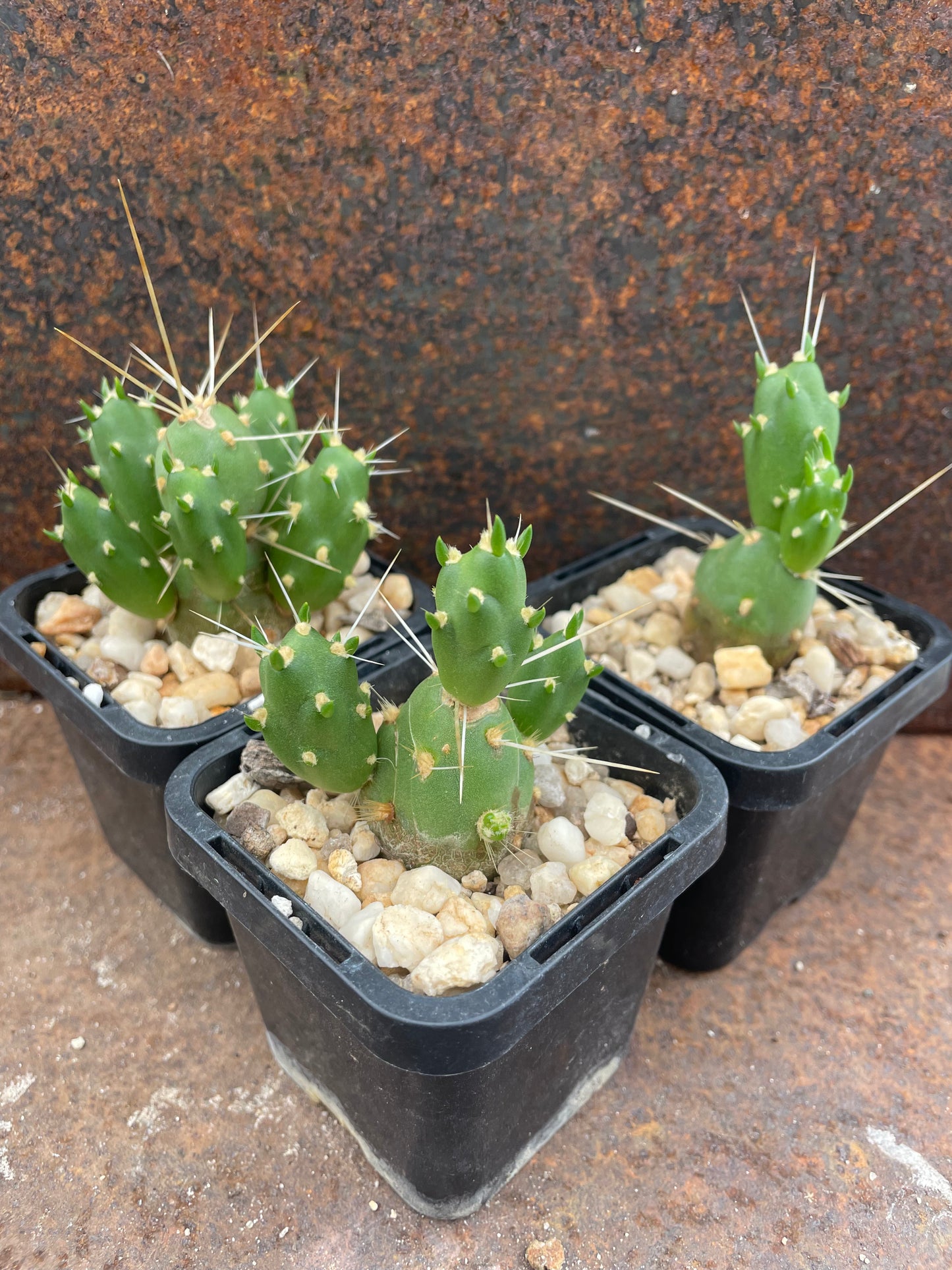 Cumulopuntia boliviana