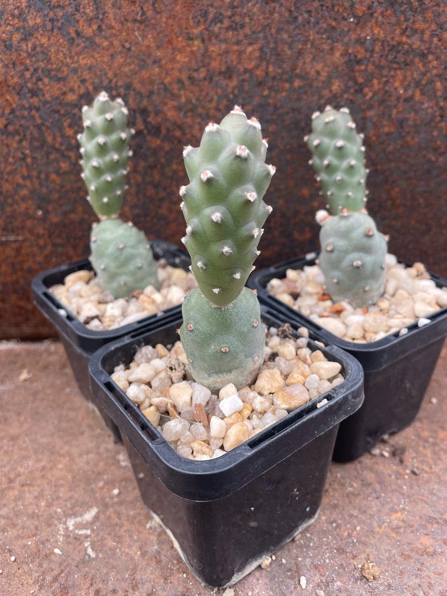 Tephrocactus articulatus