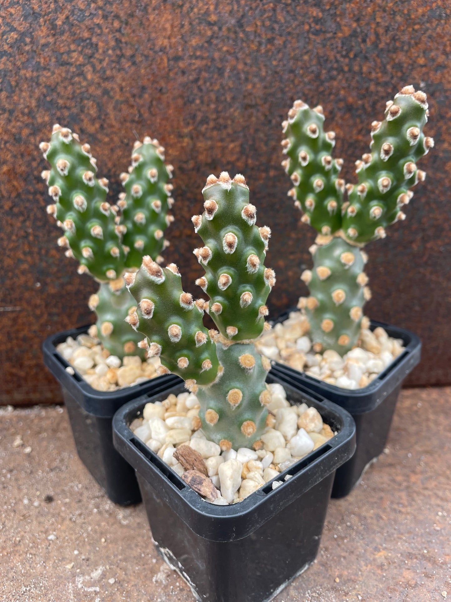 Tephrocactus molinensis