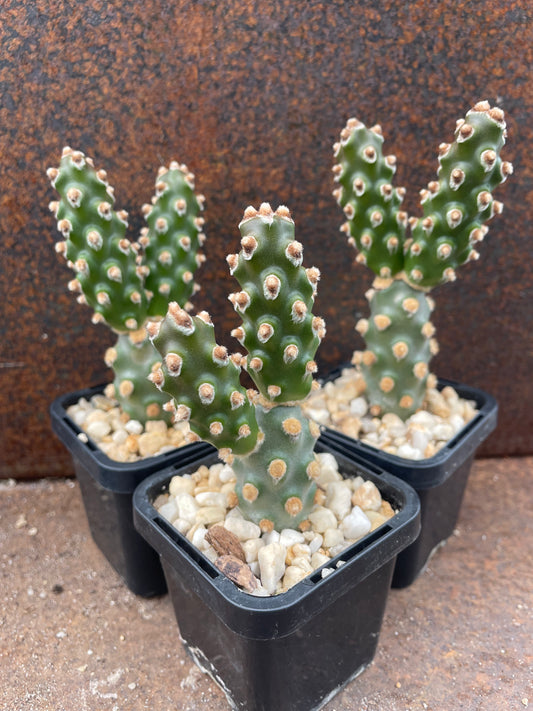 Tephrocactus molinensis