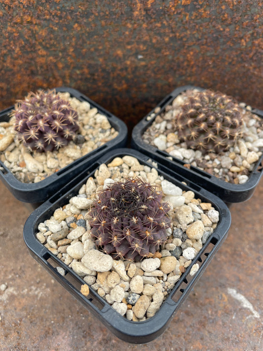 Neochilenia (Eriosyce) odieri