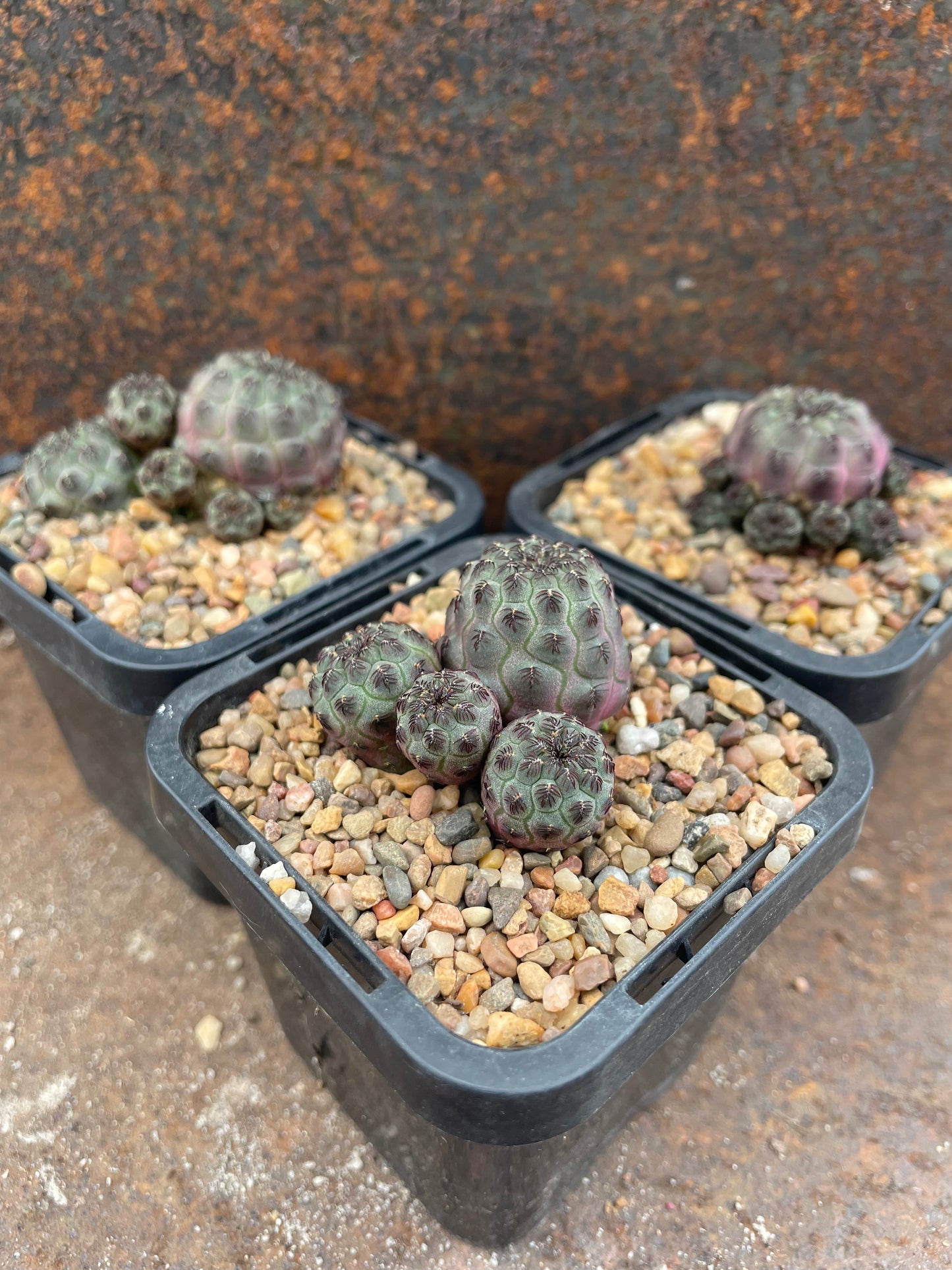 Sulcorebutia rauchii 'Purple'