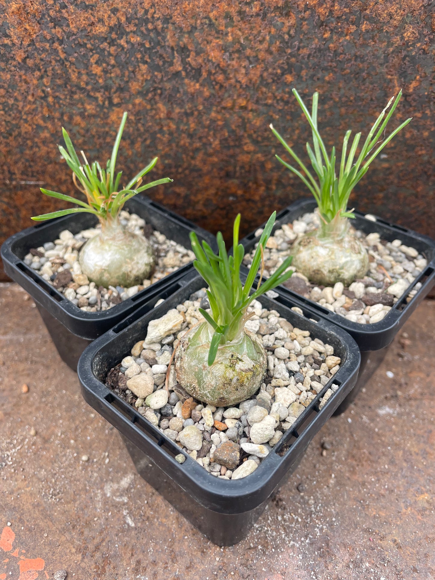 Ornithogalum sardienii