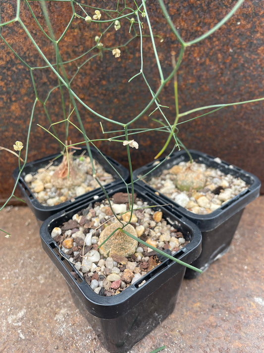 Schizobasis intricata