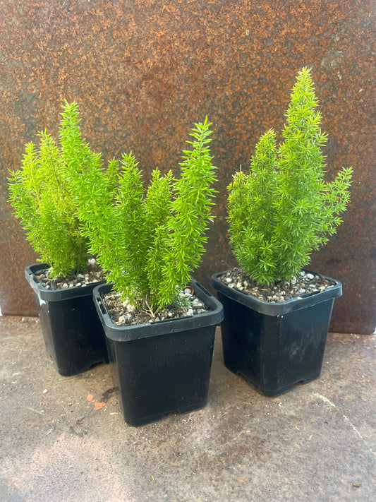 Sprenger's asparagus "Foxtail Fern"