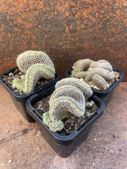 Sulcorebutia langeri forma cristata