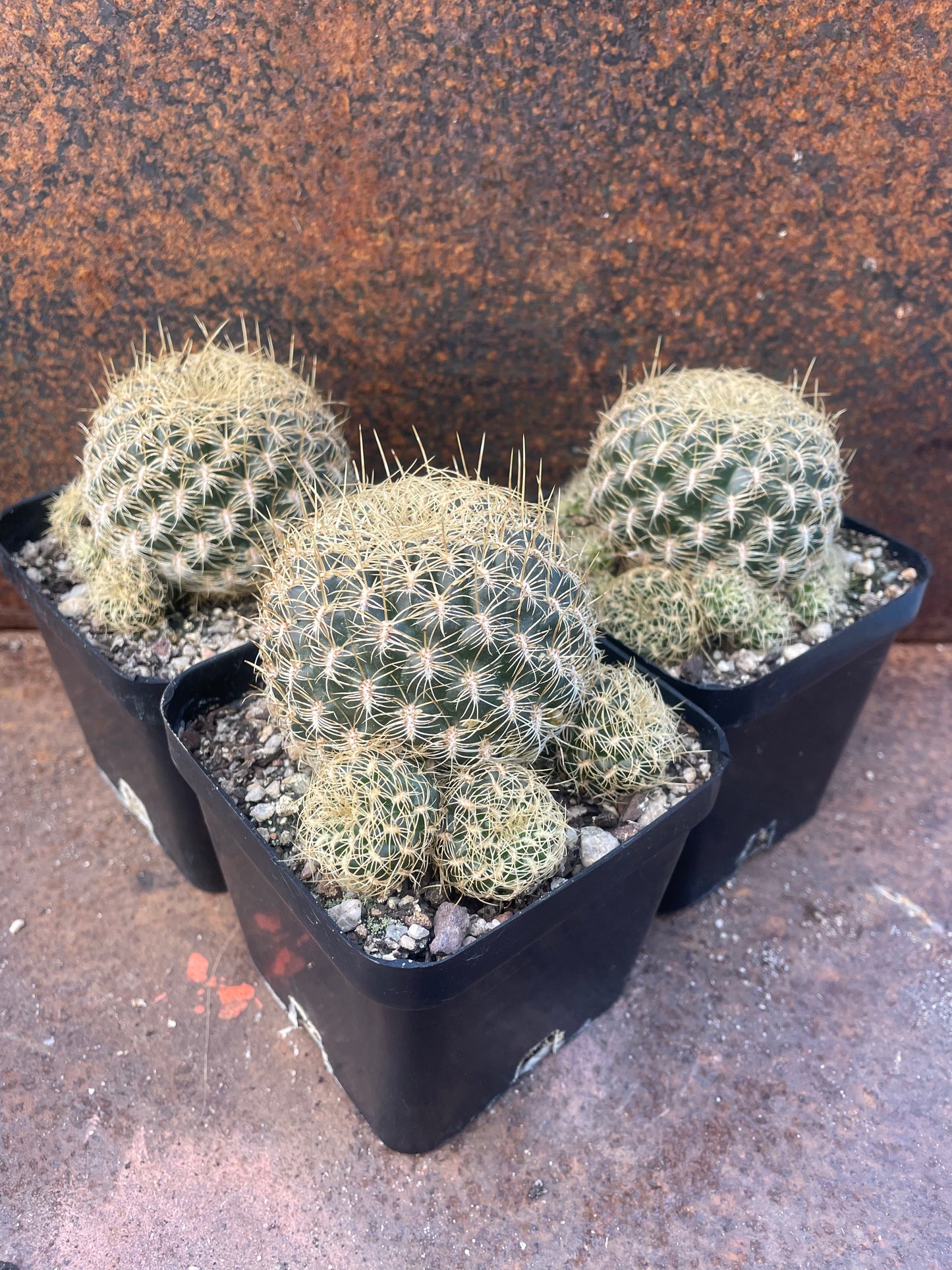 Sulcorebutia candiae
