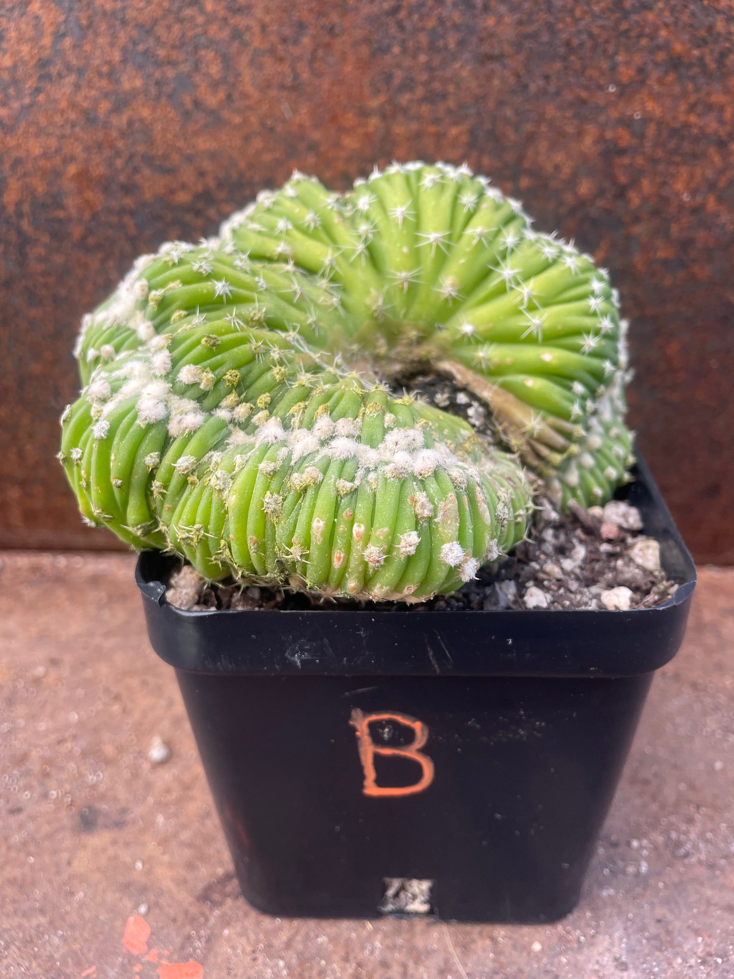Echinopsis subdenudata f. cristata - plant B