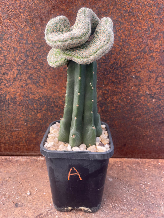 Sulcorebutia kk870 crest - plant A