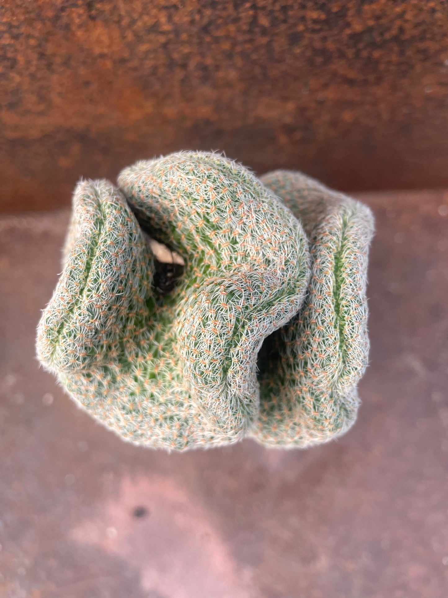 Sulcorebutia kk870 crest - plant A