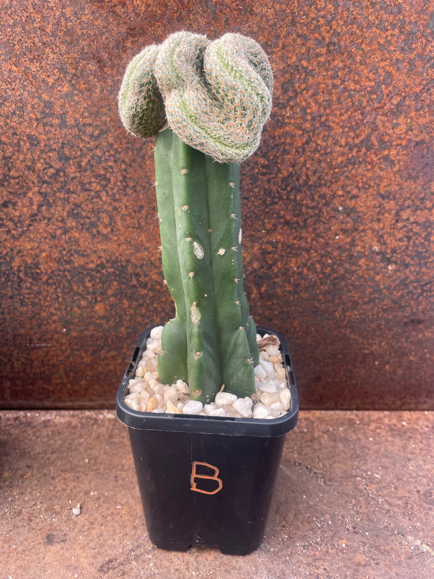 Sulcorebutia kk870 crest - plant B