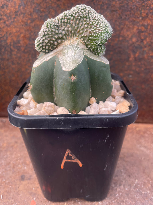 Turbinicarpus pseudopectinifera crested - plant A